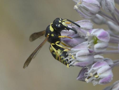 Réf. 283 787 : Euodynerus sp.